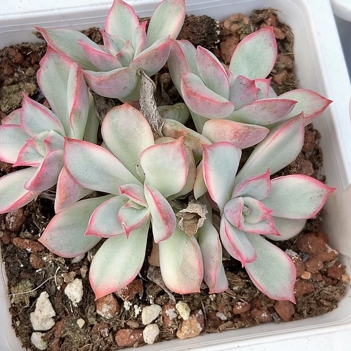 多肉植物月光女神锦918