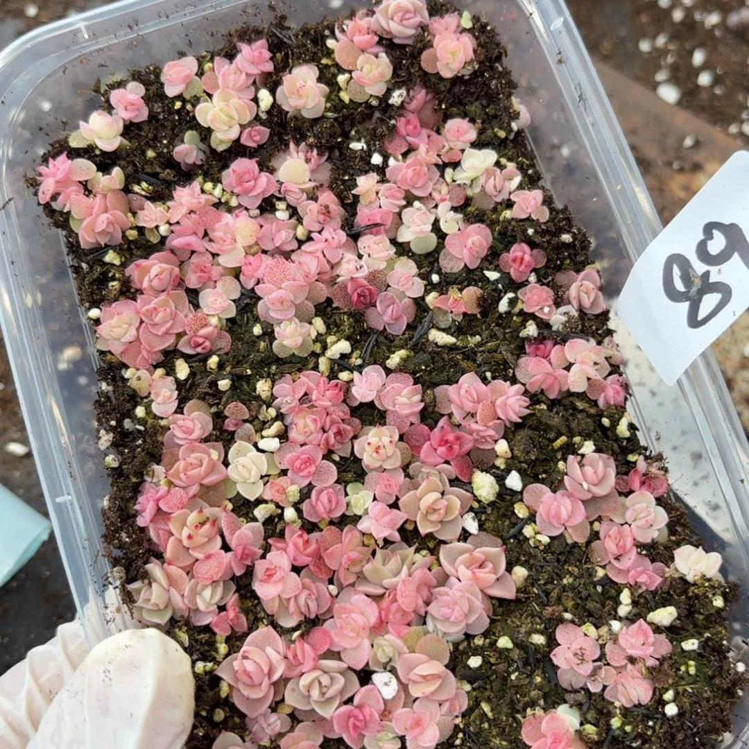 多肉植物多肉植物89