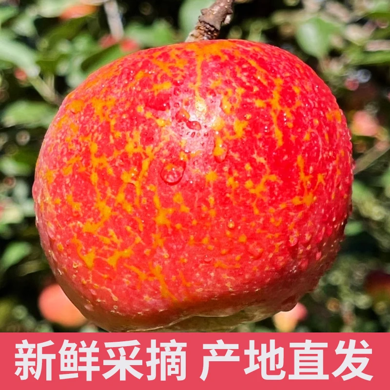 大凉山盐源丑苹果正宗新鲜农村主人乡村星乡村星农人视频