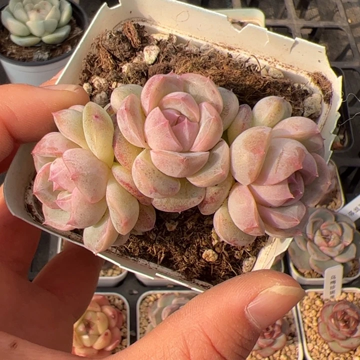 向***a565 多肉植物组合盆栽