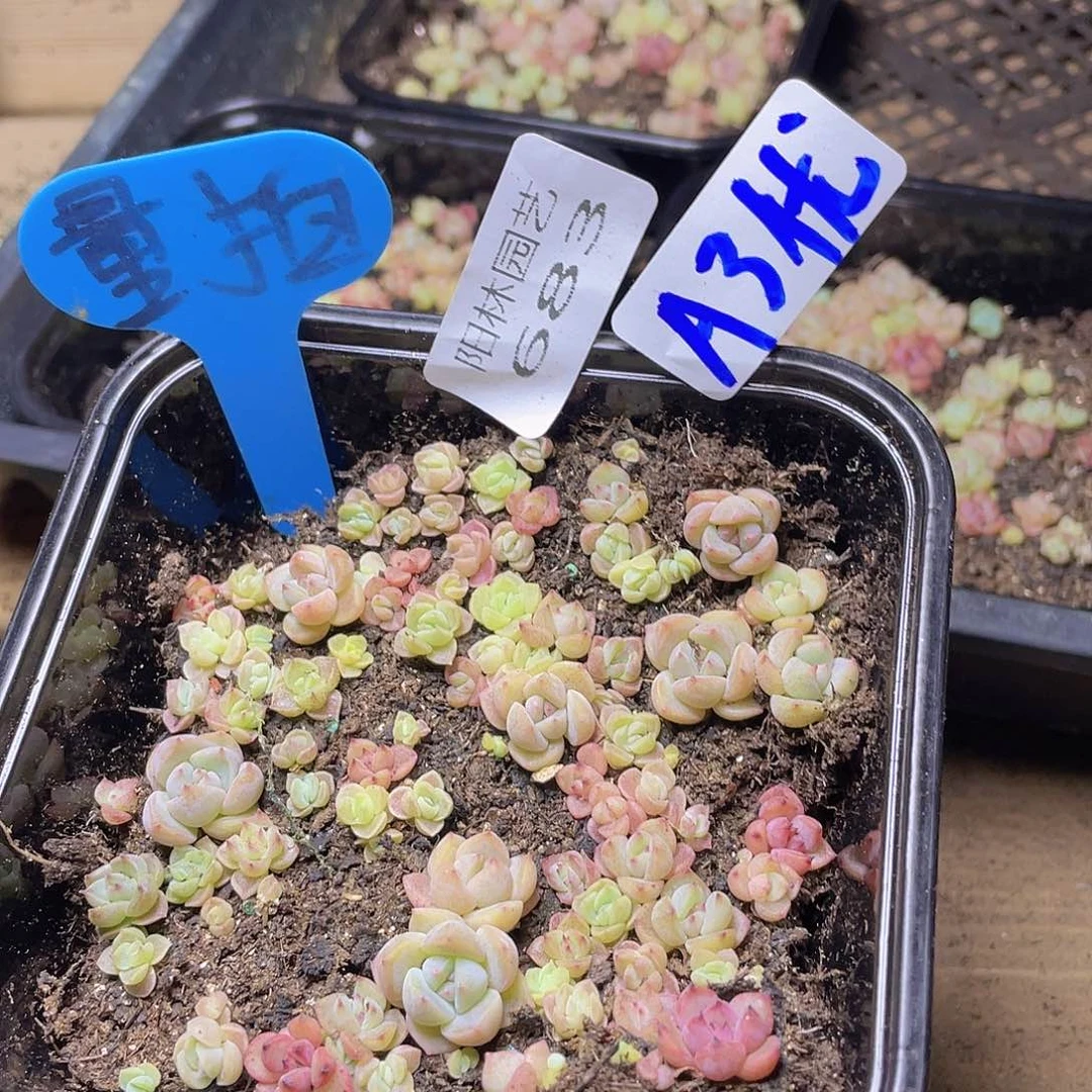 量拍多肉植物多肉植物683