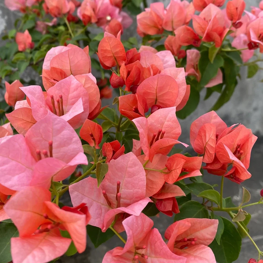 【不甜西瓜】三角梅小袋苗 耐高温懒人必拍新手养花拍盆栽开花植物