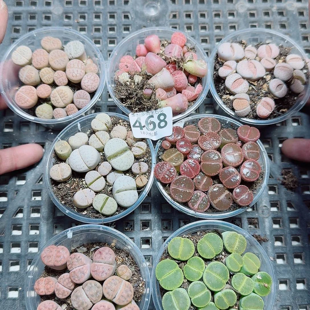 石***哥468多肉植物多肉植物