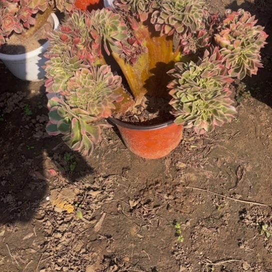 7421，多肉法师女郎缀包邮