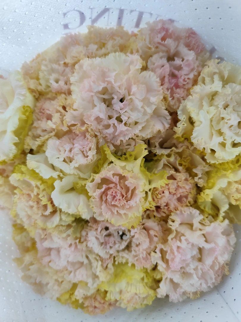 植艺洋桔梗茸茸粉 600克 任意两单顺丰冷链包邮