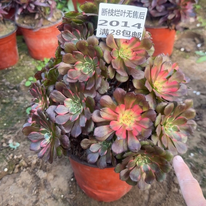 2014三号棚烟花多肉