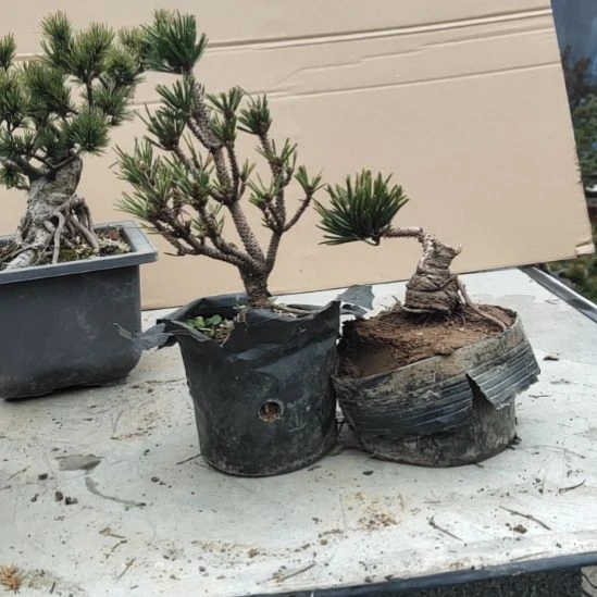 红陶寸稍千寿丸盆景