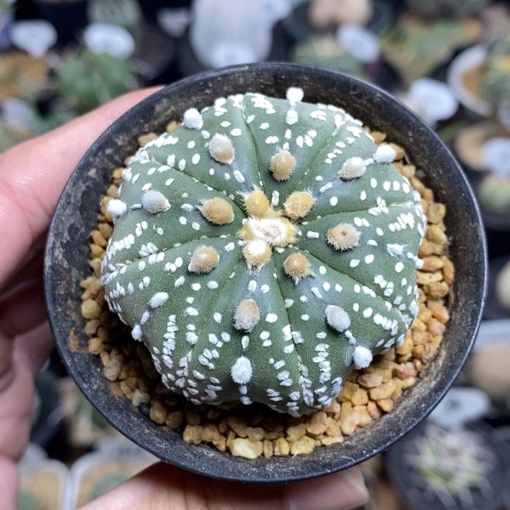 实生海星超兜319号5.4cm