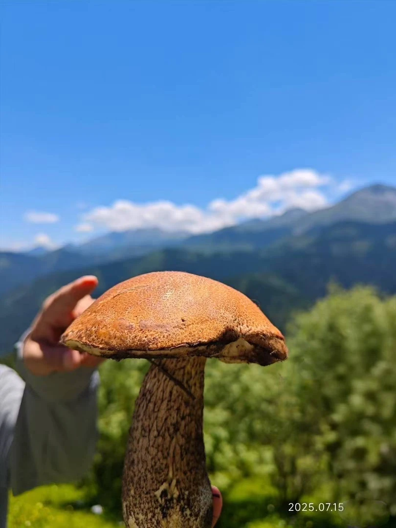 川西高原野生山货牛肝菌顺丰冷链包邮特产黑牛肝菌大腿新鲜蘑菇