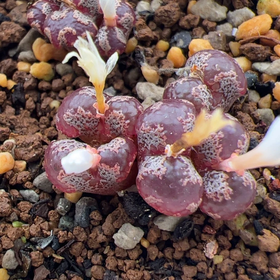 0112号 超碟多肉植物