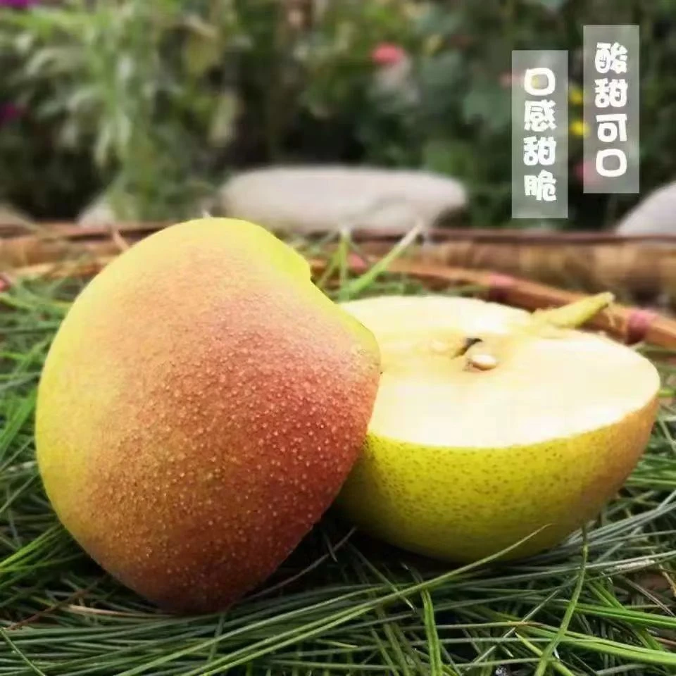 云南巍山红雪梨新鲜现摘酸甜多汁口感丰富解腻解渴