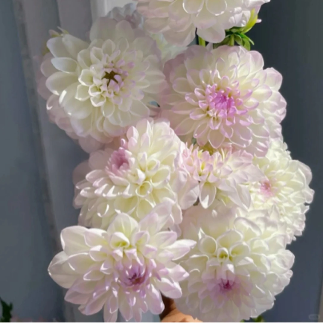 （伊芙琳）进口大丽花品种送肥料