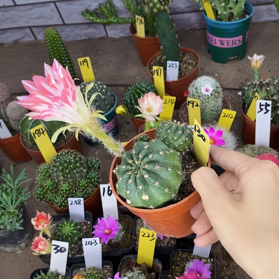 蝉衣丽花仙人球球
