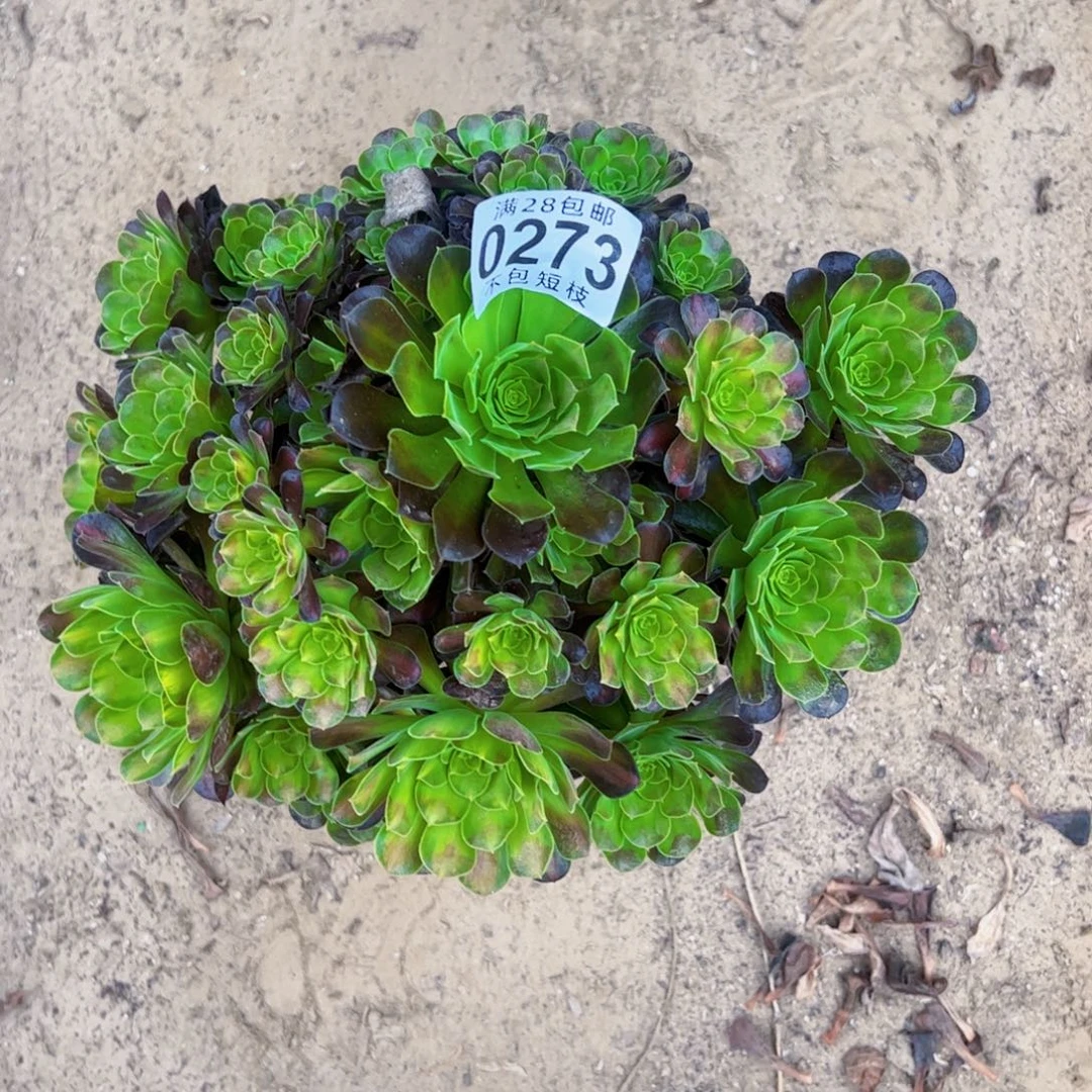 0273无命多肉植物法师