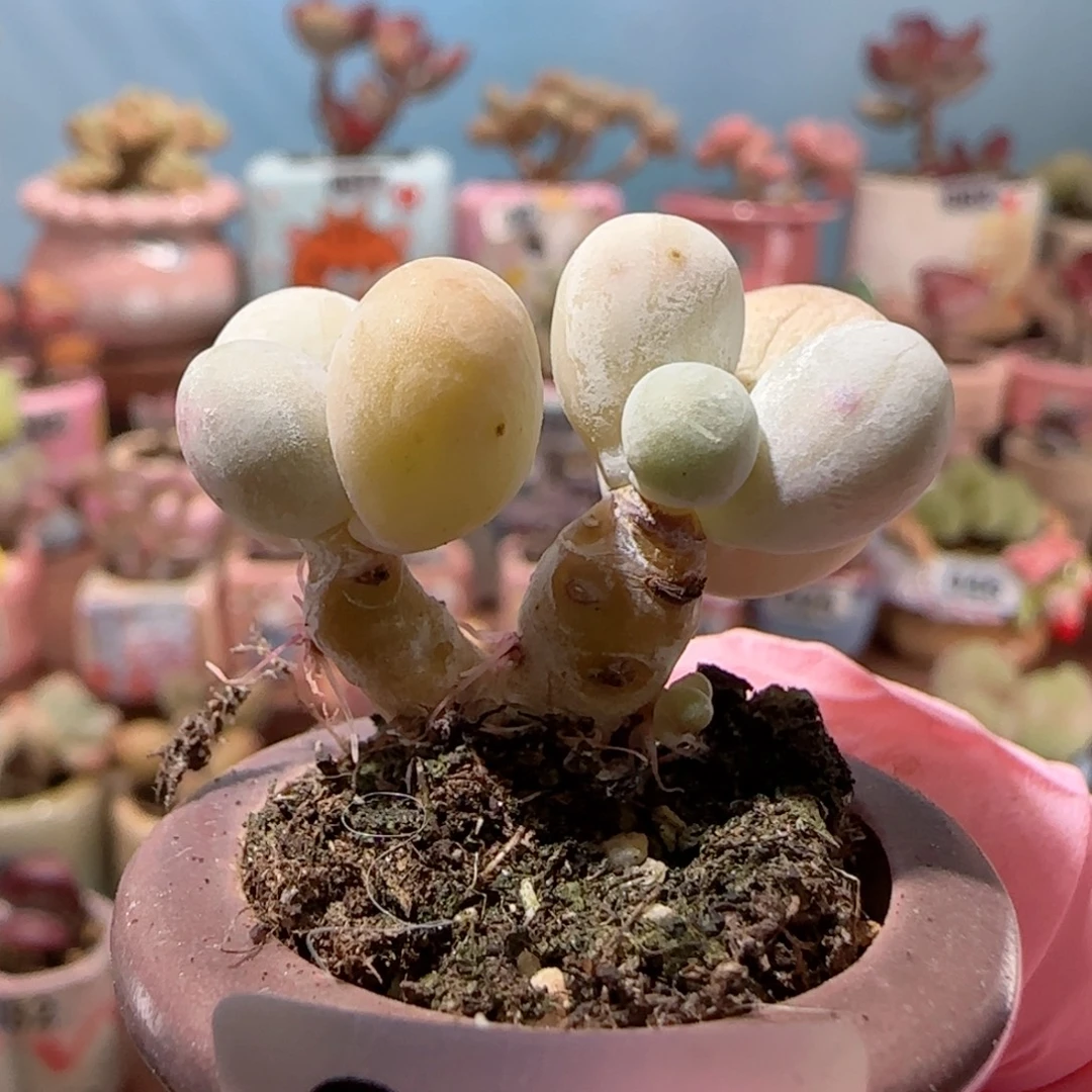 双头小蛋黄奶 盆口2.5cm