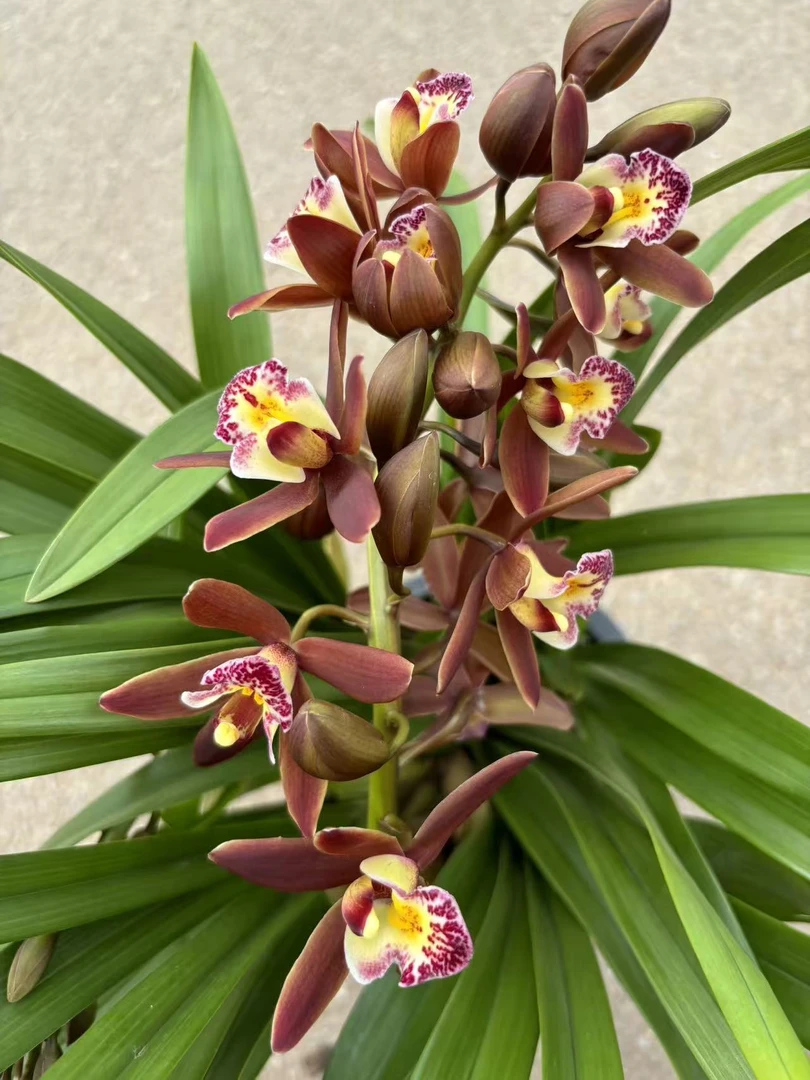 老黑家的【期待】惠兰 带花苞花剑桌面惠兰 室内好养绿植惠兰