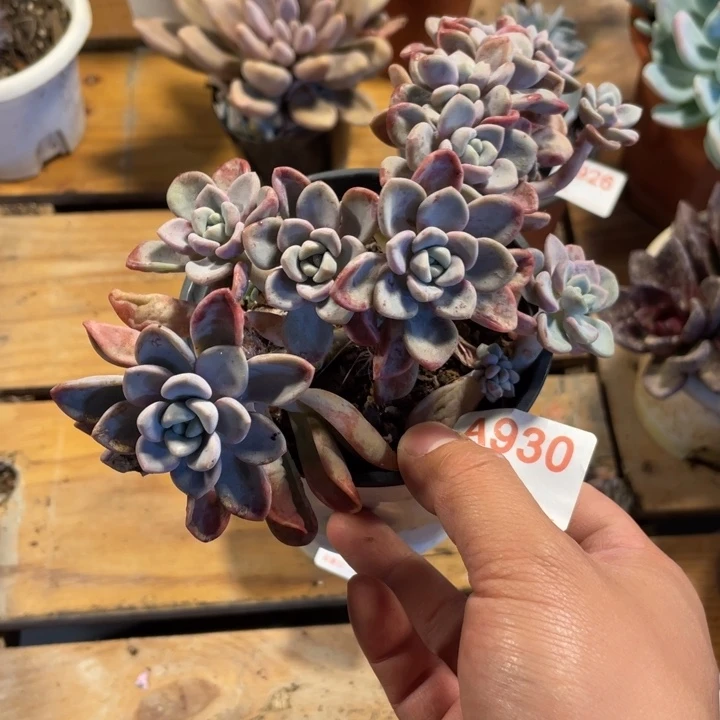 L***u930 满20包邮脱土发货