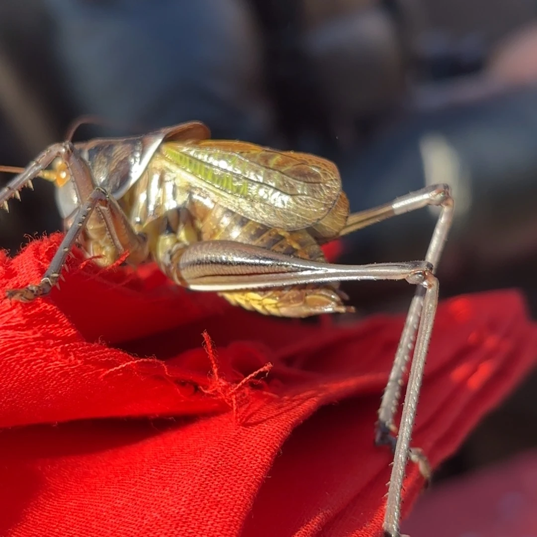 -***蝈蝈蝈蝈福福价格