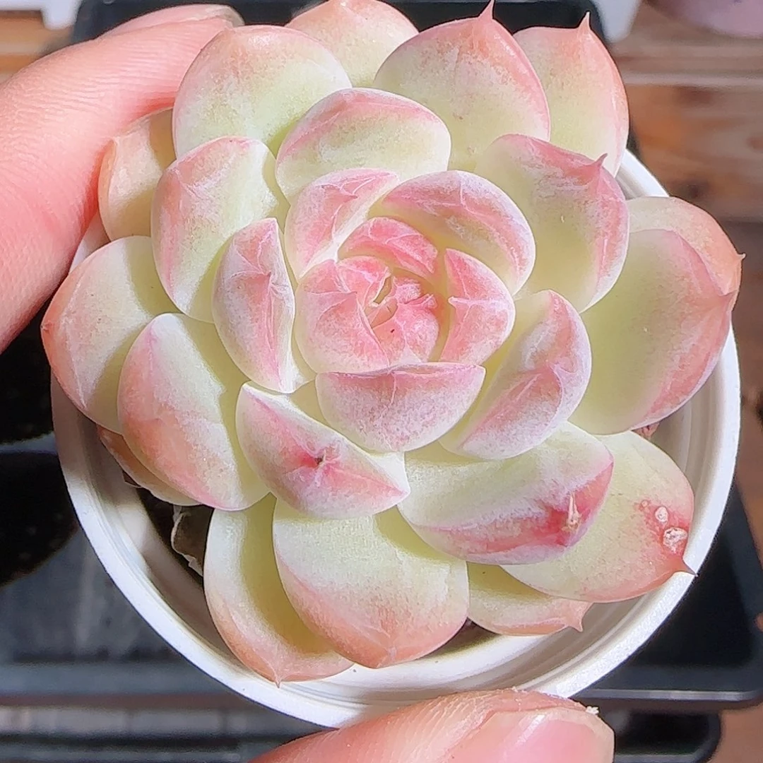 多肉1102--33白桃汽水