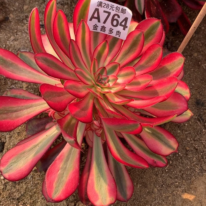 764多肉植物一物一拍