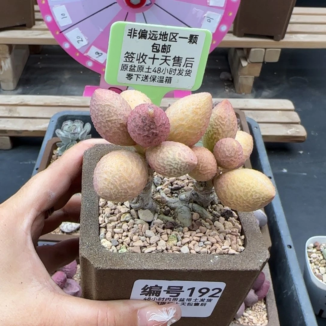 米*儿192金桔多肉植物