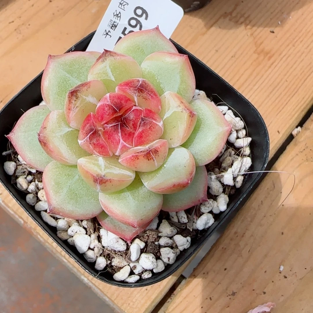 新品，乌云，7599多肉植物