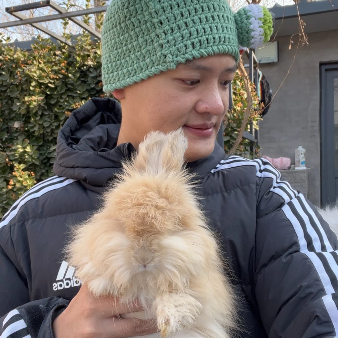 双血统英系安哥拉兔