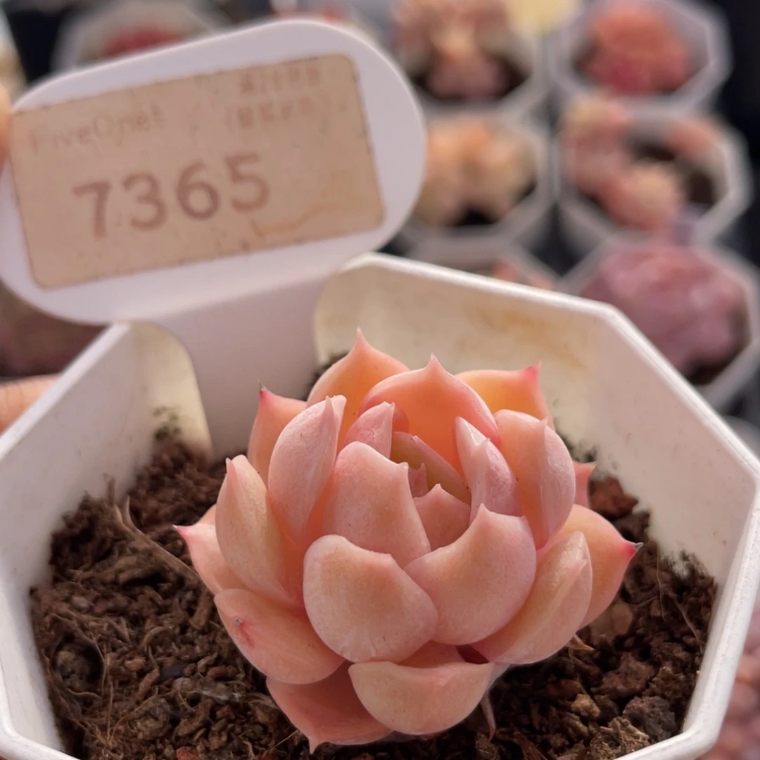 昂斯诺7365-4.0厘米