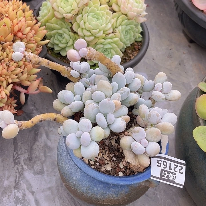 樱花奶22165多肉植物