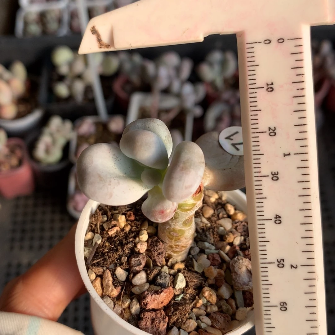 成雪球砍头，不满28发一片叶子