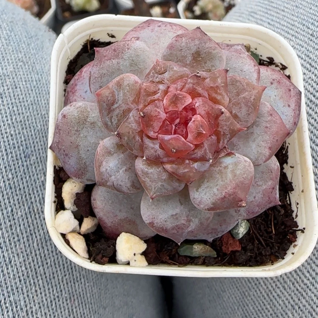 小卡拉米糖心一物一拍