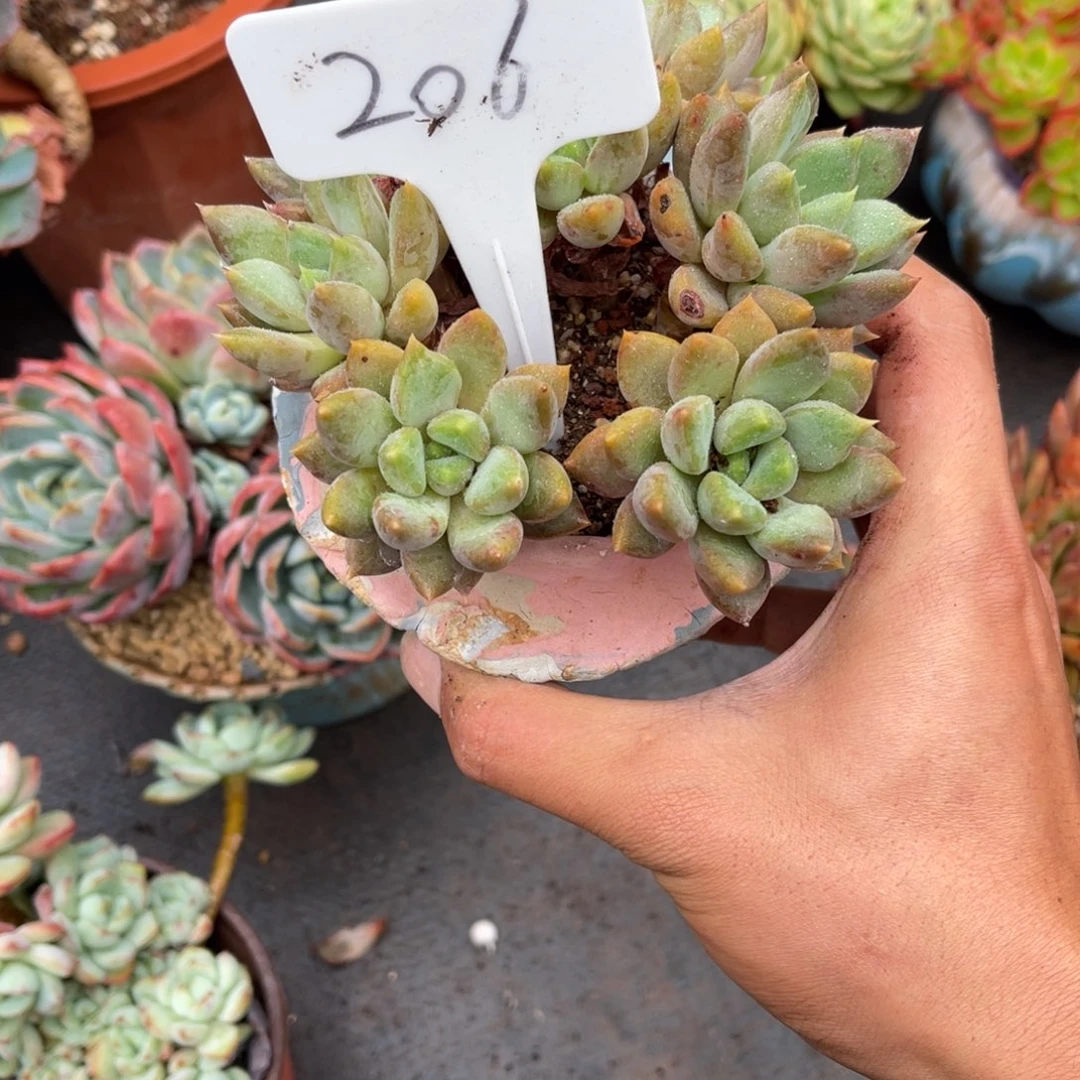 一***花206象牙多肉植物