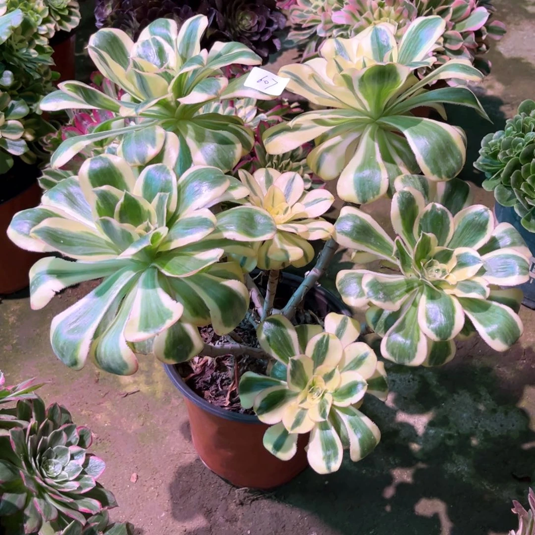 多肉植物燕姿607