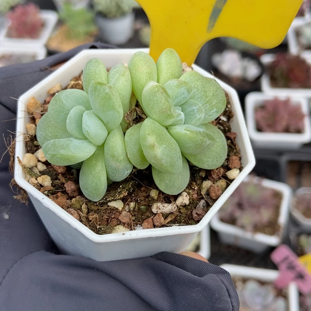927石化冰玉多肉植物