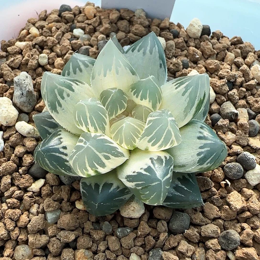 145号白龙爪糊斑一物一拍带盆土