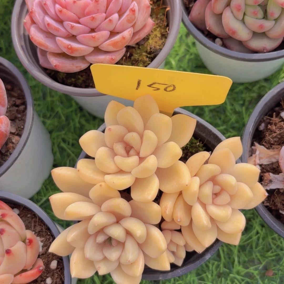 啦啦啦啦啦啦啦啦啦啦啦