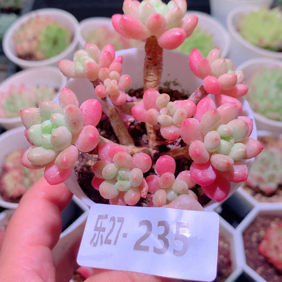 乐然27-235 洛可可群