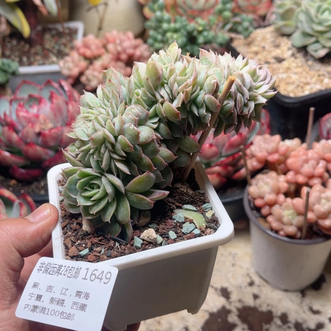 【闪购商品】1649昂斯诺