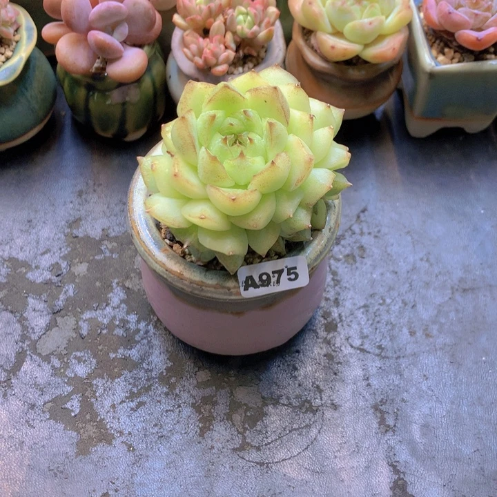 一物一拍含盆土满38包邮A975