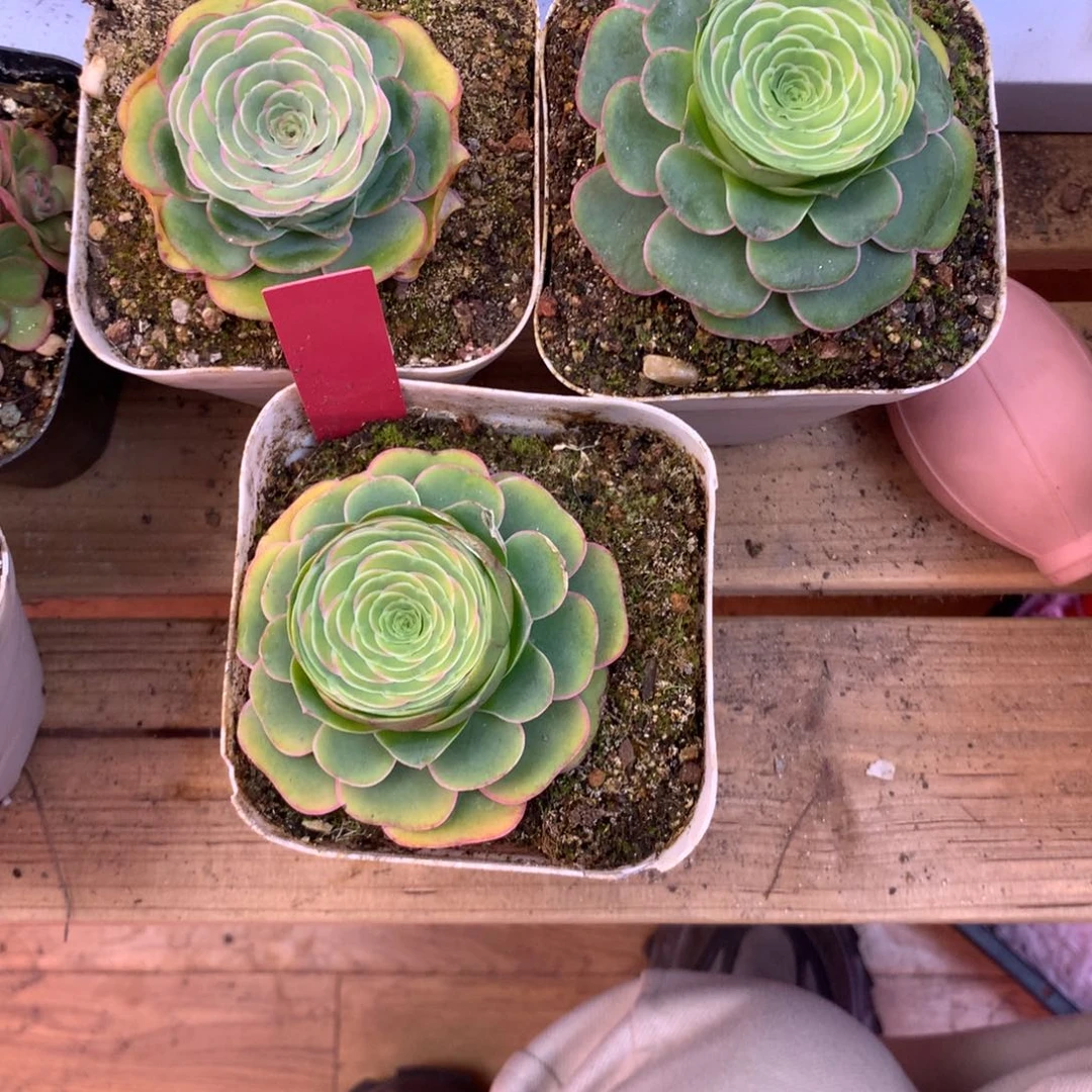 ?****一物一拍红裙，云裳003