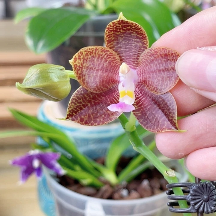 完全开放SWR樱桃象交爪哇-1817