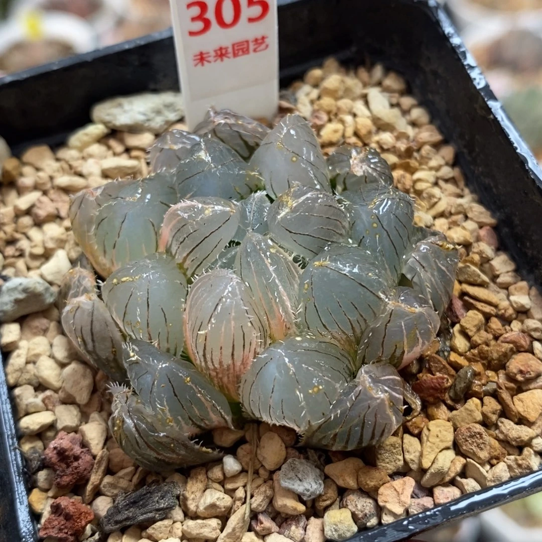 305实生玉露锦一物一图