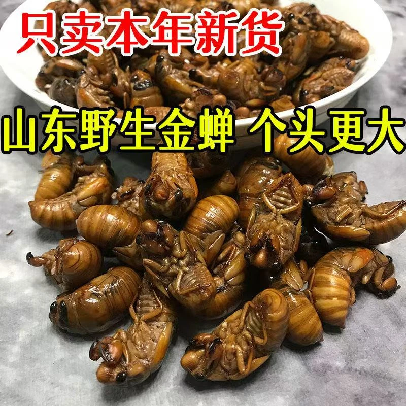 顺丰新鲜金蝉知了猴爬叉大号蝉现捉现发知了11-11