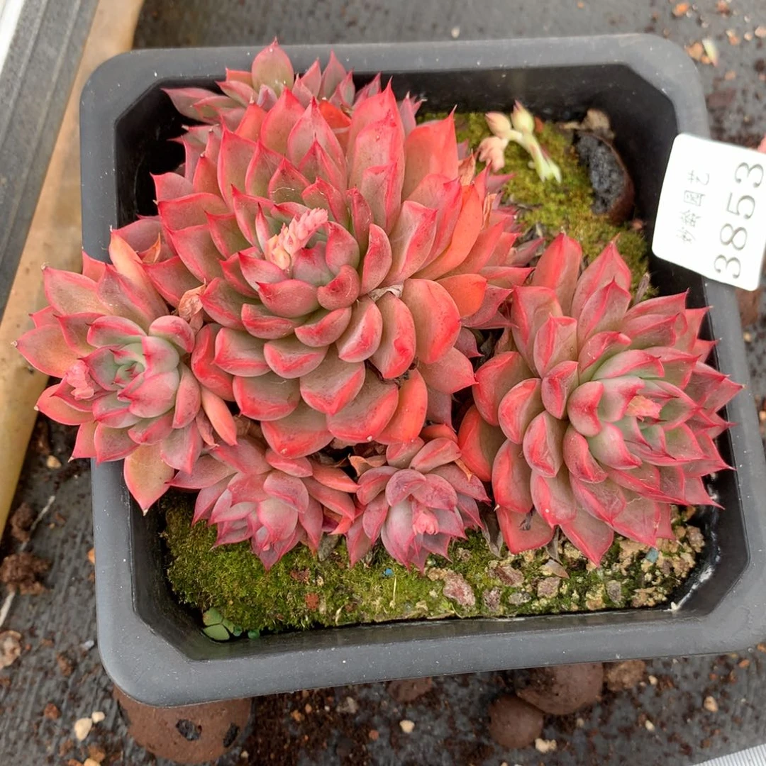 3853新年快乐发发发