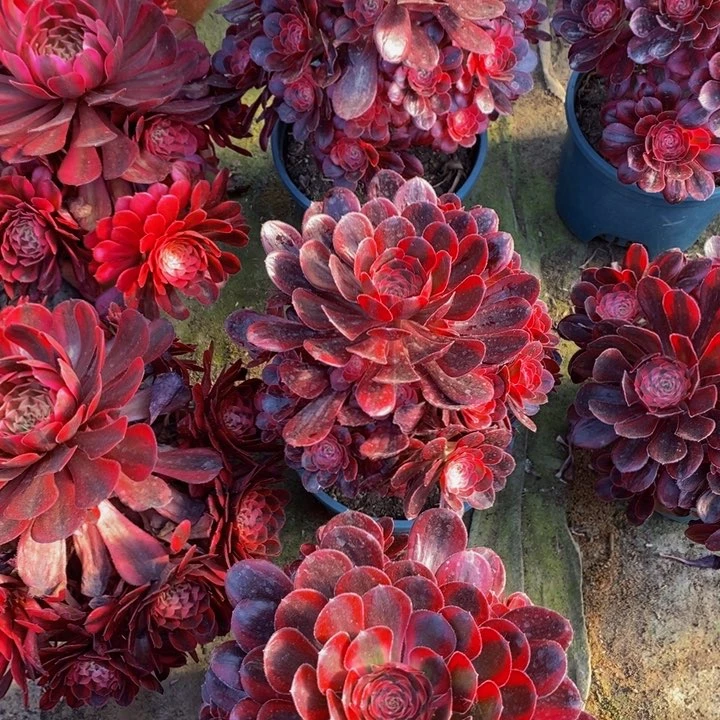 香奈儿多肉1颗多肉