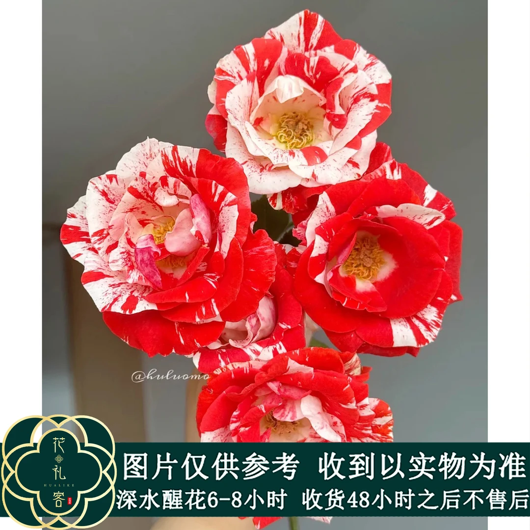云花巷# 【落云纱】稀有多头玫瑰鲜花优选 顺丰直发