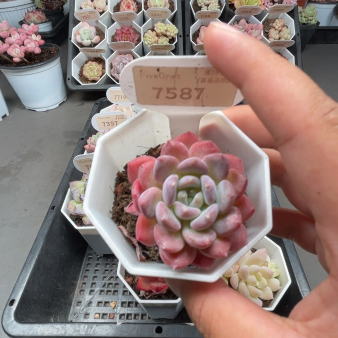 7587水晶琥珀4.0厘米