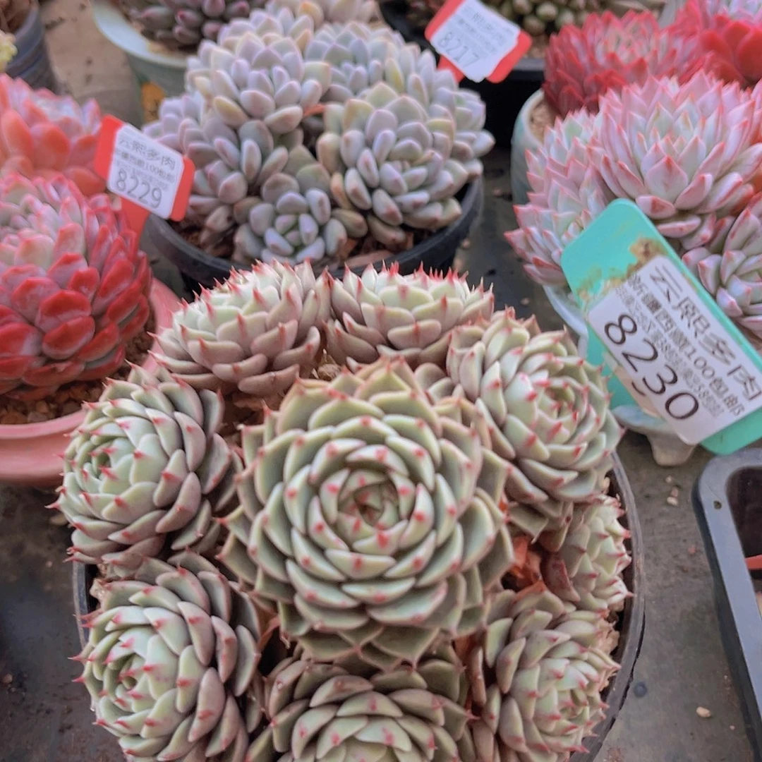 8230笨吧。        多肉