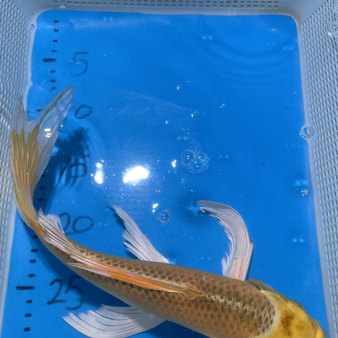 锦鲤锦鲤包邮包售后