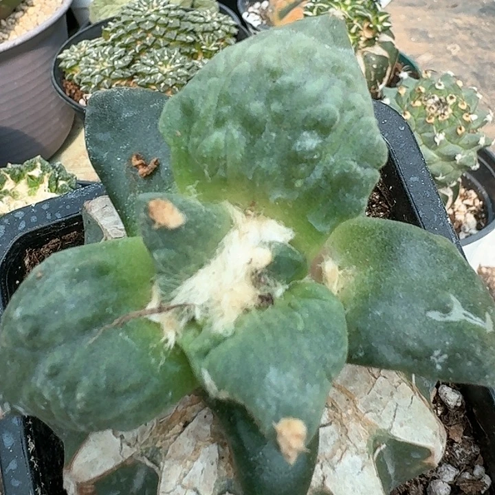 【闪购商品】无花朵小**叔怒涛233